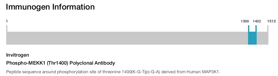 Phospho-MEKK1 (Thr1400) Polyclonal Antibody