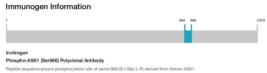 Phospho-ASK1 (Ser966) Polyclonal Antibody