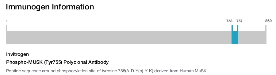 Phospho-MUSK (Tyr755) Polyclonal Antibody