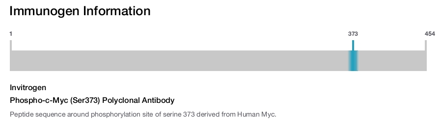 Phospho-c-Myc (Ser373) Polyclonal Antibody
