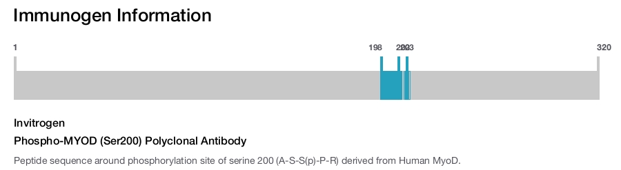 Phospho-MYOD (Ser200) Polyclonal Antibody