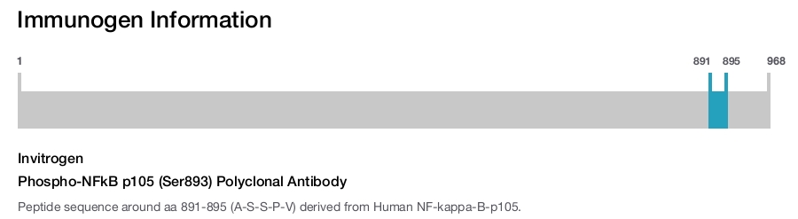 Phospho-NFkB p105 (Ser893) Polyclonal Antibody