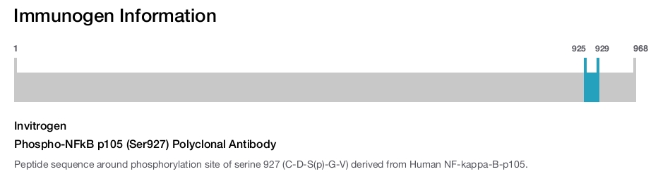 Phospho-NFkB p105 (Ser927) Polyclonal Antibody