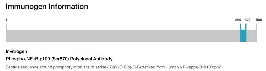 Phospho-NFkB p100 (Ser870) Polyclonal Antibody