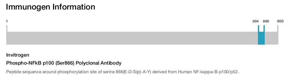 Phospho-NFkB p100 (Ser866) Polyclonal Antibody