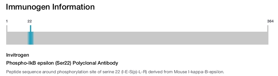Phospho-IkB epsilon (Ser22) Polyclonal Antibody