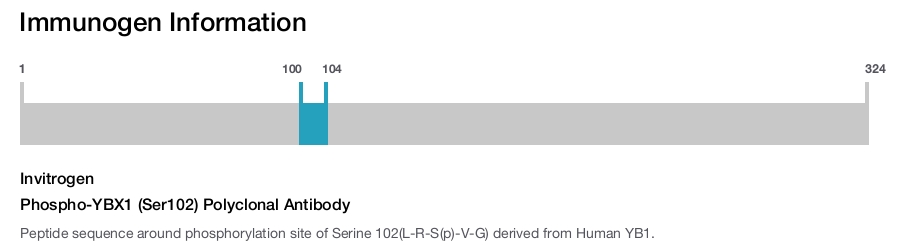 Phospho-YBX1 (Ser102) Polyclonal Antibody