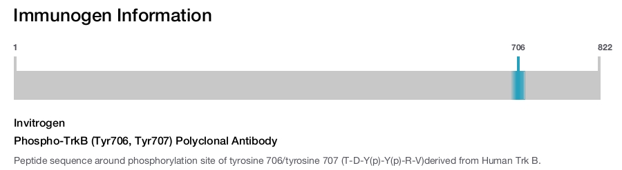 Phospho-TrkB (Tyr706, Tyr707) Polyclonal Antibody