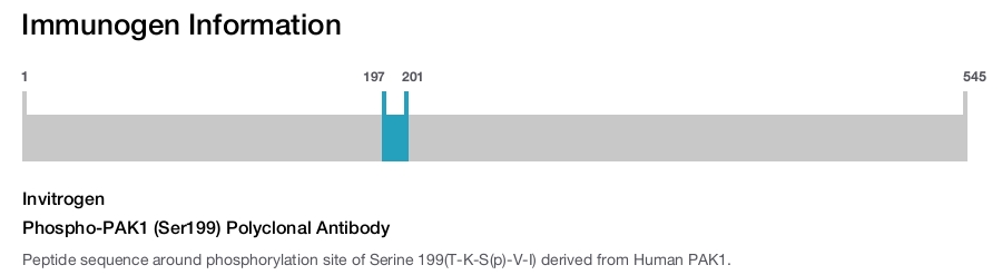 Phospho-PAK1 (Ser199) Polyclonal Antibody