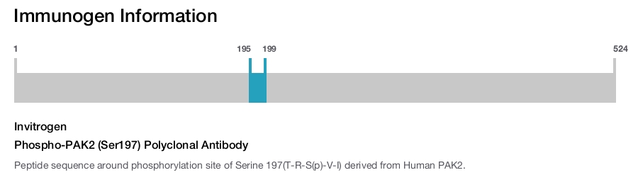 Phospho-PAK2 (Ser197) Polyclonal Antibody