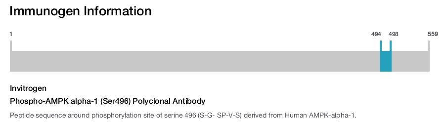 Phospho-AMPK alpha-1 (Ser496) Polyclonal Antibody