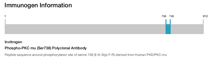 Phospho-PKC mu (Ser738) Polyclonal Antibody