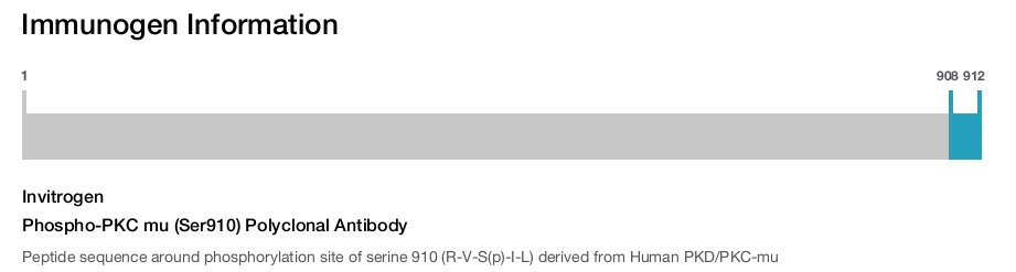 Phospho-PKC mu (Ser910) Polyclonal Antibody