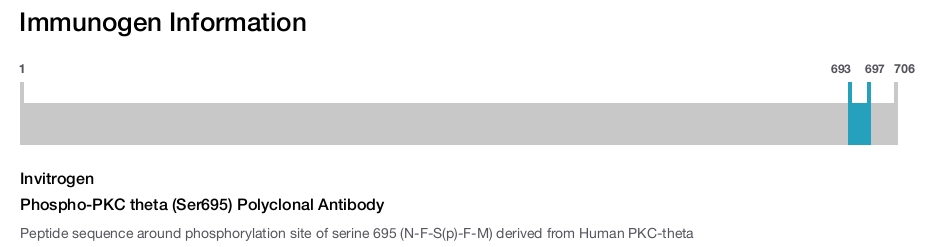 Phospho-PKC theta (Ser695) Polyclonal Antibody