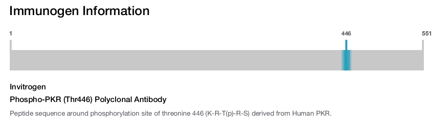 Phospho-PKR (Thr446) Polyclonal Antibody