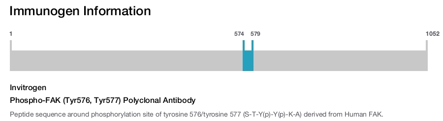Phospho-FAK (Tyr576, Tyr577) Polyclonal Antibody