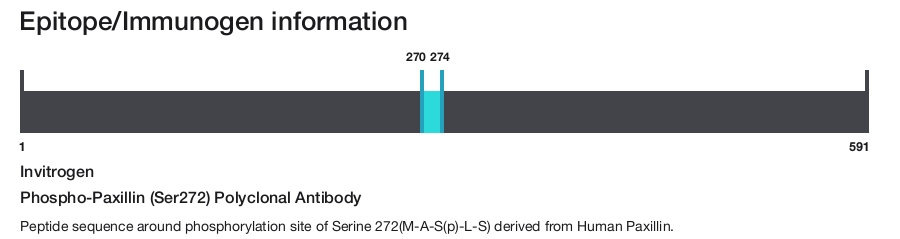 Phospho-Paxillin (Ser272) Polyclonal Antibody