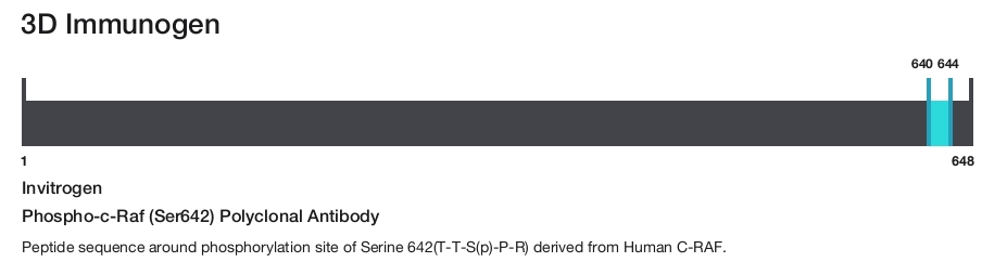 Phospho-c-Raf (Ser642) Polyclonal Antibody