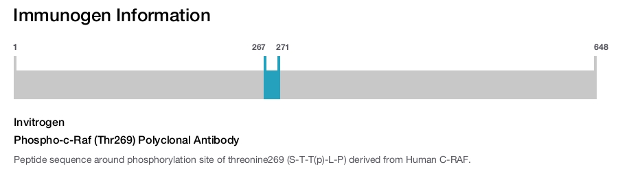 Phospho-c-Raf (Thr269) Polyclonal Antibody