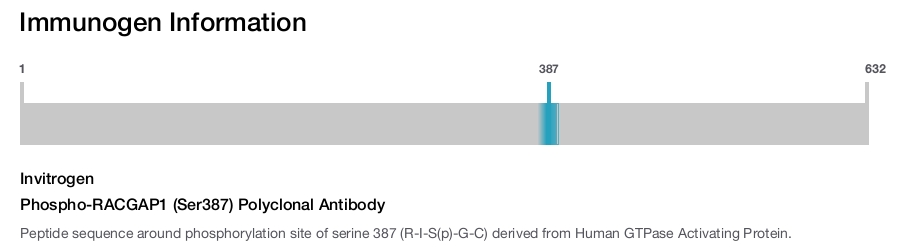 Phospho-RACGAP1 (Ser387) Polyclonal Antibody