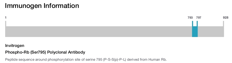 Phospho-Rb (Ser795) Polyclonal Antibody