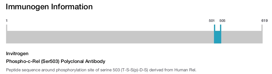 Phospho-c-Rel (Ser503) Polyclonal Antibody