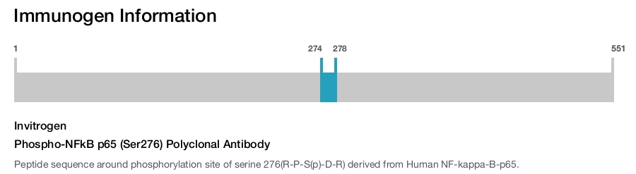 Phospho-NFkB p65 (Ser276) Polyclonal Antibody