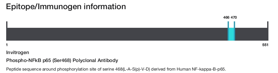 Phospho-NFkB p65 (Ser468) Polyclonal Antibody