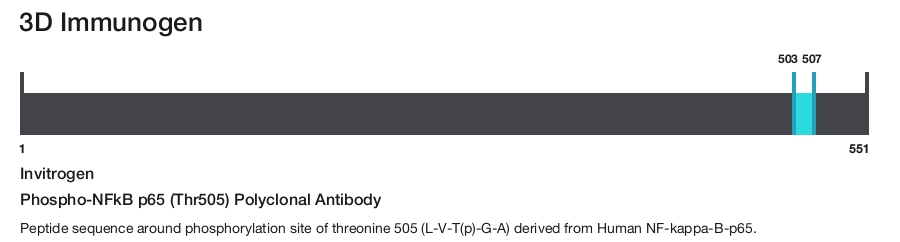 Phospho-NFkB p65 (Thr505) Polyclonal Antibody