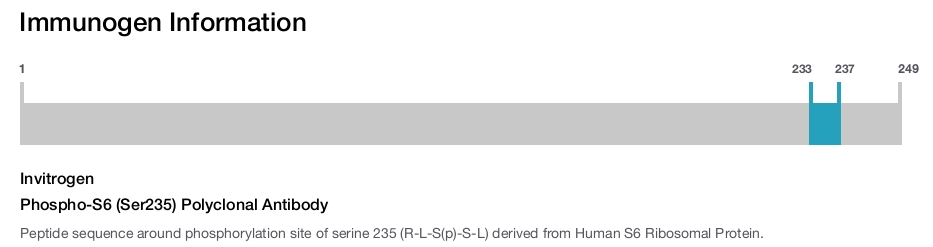 Phospho-S6 (Ser235) Polyclonal Antibody