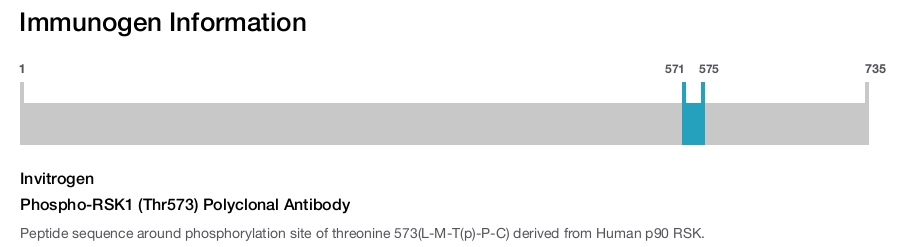 Phospho-RSK1 (Thr573) Polyclonal Antibody