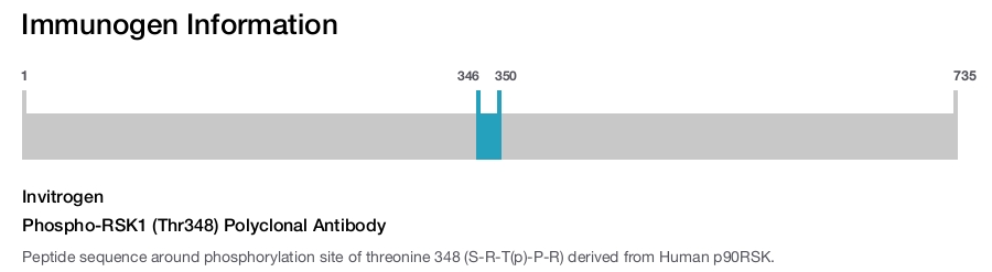 Phospho-RSK1 (Thr348) Polyclonal Antibody