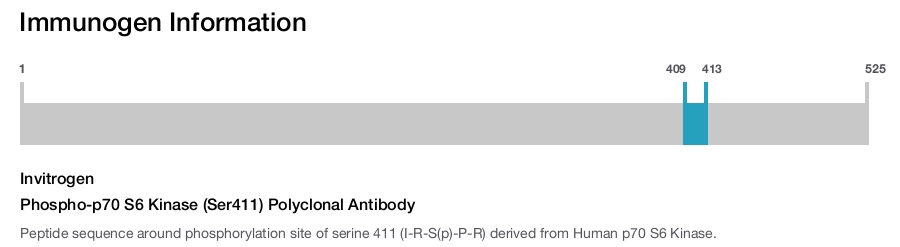 Phospho-p70 S6 Kinase (Ser411) Polyclonal Antibody