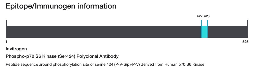 Phospho-p70 S6 Kinase (Ser424) Polyclonal Antibody