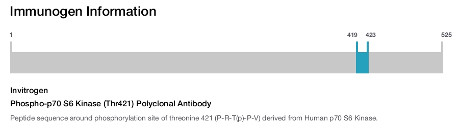 Phospho-p70 S6 Kinase (Thr421) Polyclonal Antibody