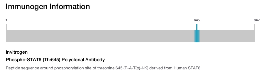 Phospho-STAT6 (Thr645) Polyclonal Antibody