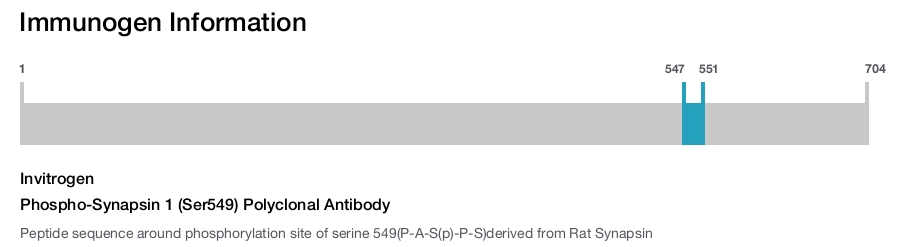 Phospho-Synapsin 1 (Ser549) Polyclonal Antibody