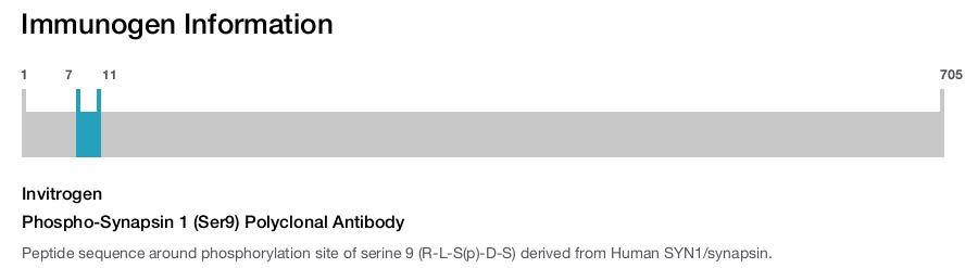 Phospho-Synapsin 1 (Ser9) Polyclonal Antibody