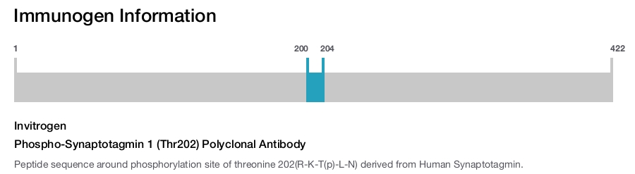 Phospho-Synaptotagmin 1 (Thr202) Polyclonal Antibody