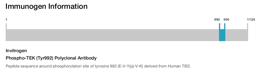 Phospho-TEK (Tyr992) Polyclonal Antibody