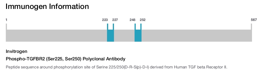 Phospho-TGFBR2 (Ser225, Ser250) Polyclonal Antibody