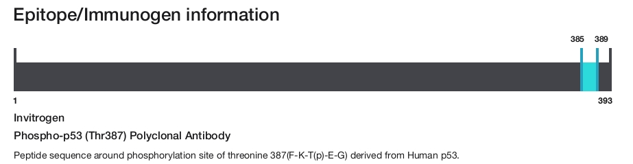 Phospho-p53 (Thr387) Polyclonal Antibody