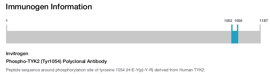 Phospho-TYK2 (Tyr1054) Polyclonal Antibody