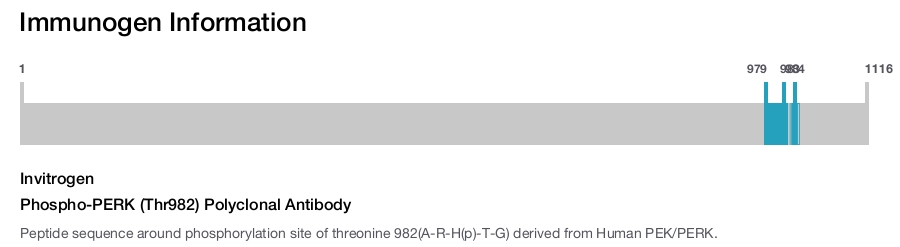 Phospho-PERK (Thr982) Polyclonal Antibody