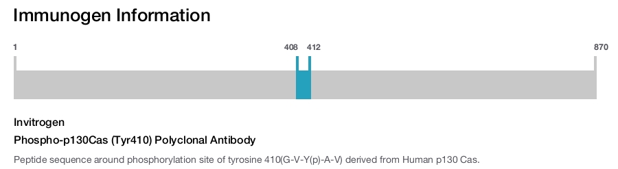 Phospho-p130Cas (Tyr410) Polyclonal Antibody