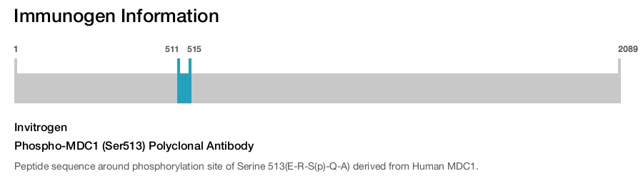Phospho-MDC1 (Ser513) Polyclonal Antibody