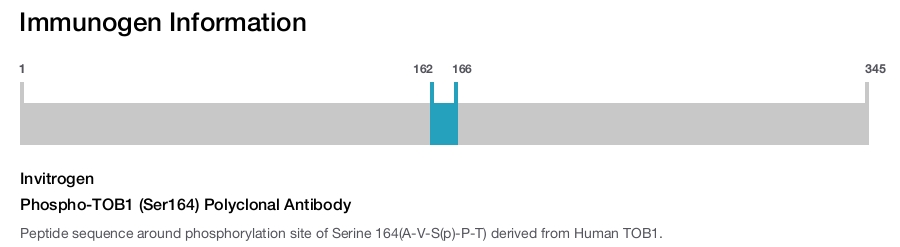 Phospho-TOB1 (Ser164) Polyclonal Antibody
