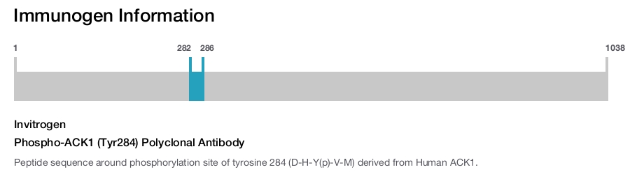 Phospho-ACK1 (Tyr284) Polyclonal Antibody