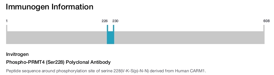 Phospho-PRMT4 (Ser228) Polyclonal Antibody