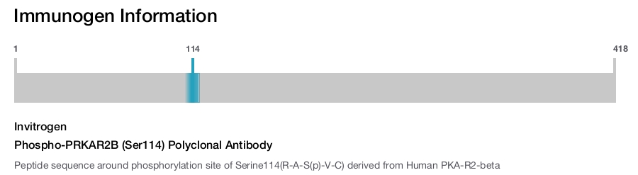 Phospho-PRKAR2B (Ser114) Polyclonal Antibody